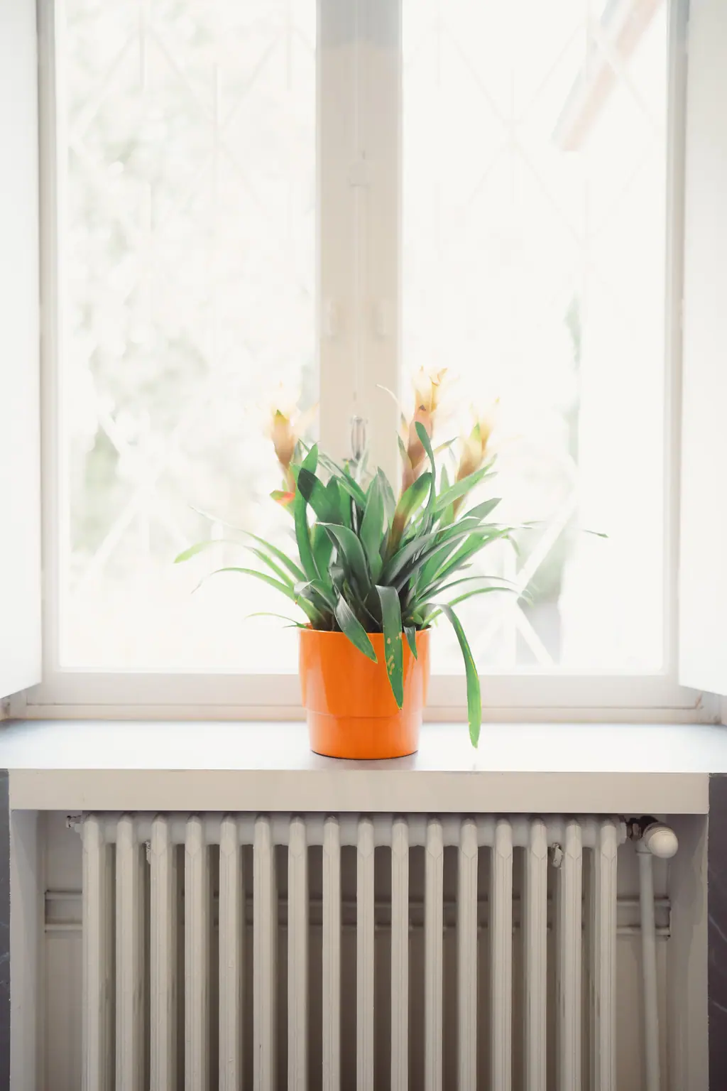 Un bouquet orange sur le rebord d'une fenêtre lumineuse